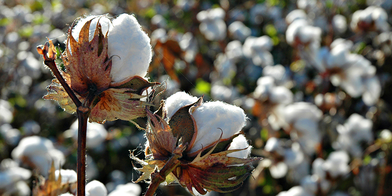Cotton production